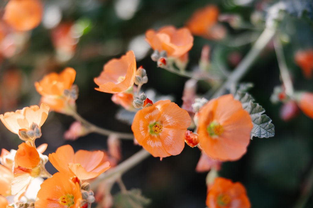 Wishing You A Gentle Happy Mother’s&nbsp;Day